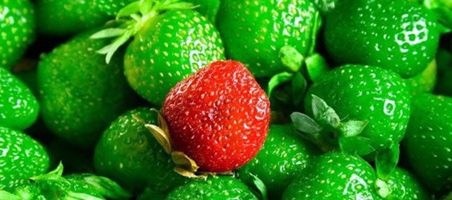 Yerli mi? Yabancı mı? <b>3 Harf: GDO!</b>