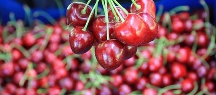 <b>Türk kirazı Çin’e ilk kez ihraç</b> ediliyor