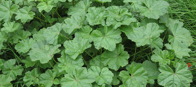 Ebegümeci Kavurması (Malva sylvestris)