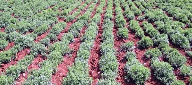 Denizli Aromatik Bitki Üretiminde Merkez Olacak
