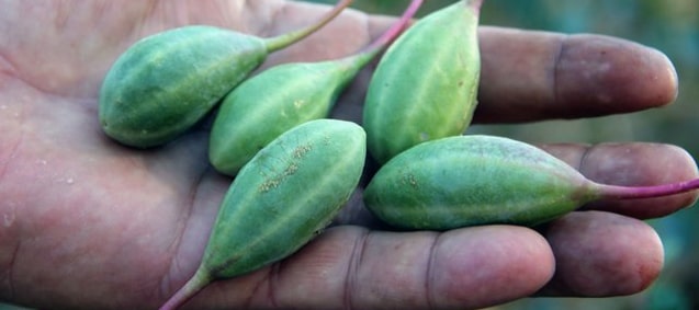 <b>Kapari Bitkisi</b> ile 15 Bin Lira Gelir