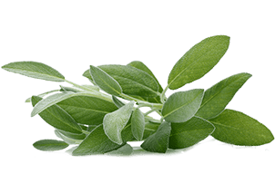 anadolu-adacayi-Salvia-Triloba