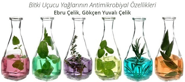 <b>Bitki Uçucu Yağları</b>nın Antimikrobiyal Özellikleri