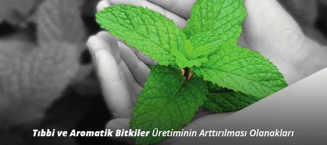 <b>Tıbbi ve Aromatik Bitkiler</b> Üretiminin Arttırılması Olanakları