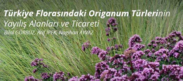 <b>Türkiye Florasındaki Origanum Türleri</b>nin Yayılış Alanları ve Ticareti