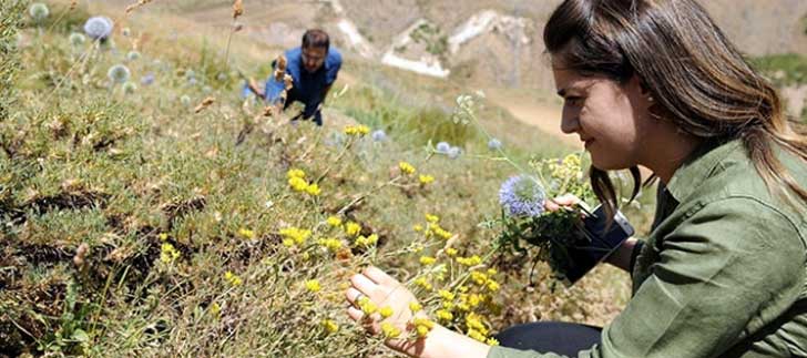 <b>Bitki Florası ve Arıcılık</b> İçin Dağ Bayır Geziyor