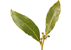 Defne (Akdeniz Defnesi)