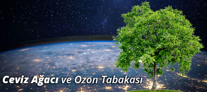 <b>Ceviz Ağacı</b> ve Ozon Tabakası İlişkisi