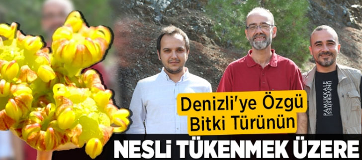 Seçmen Çakşırı Denizli’ye Özgü ve Nesli Tükenebilir