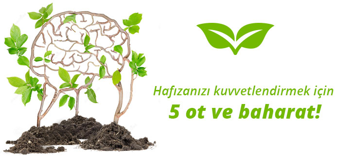 <b>Hafızanızı kuvvetlendirmek</b> için 5 bitki ve baharat!