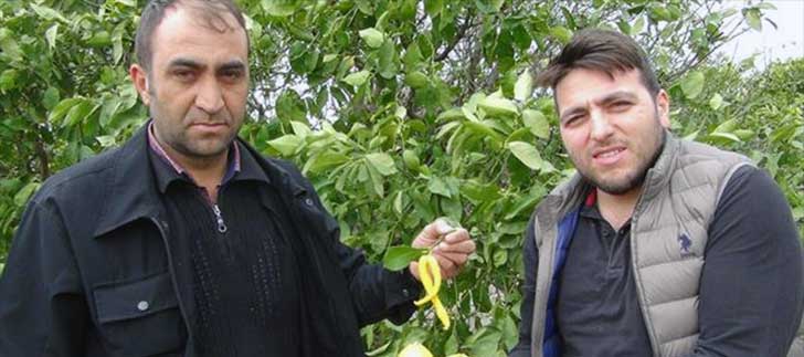 <b>Biber Görümlü</b> Limon