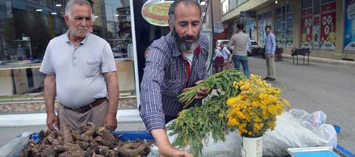 <b>Civanperçemi</b> şifa dağıtıyor