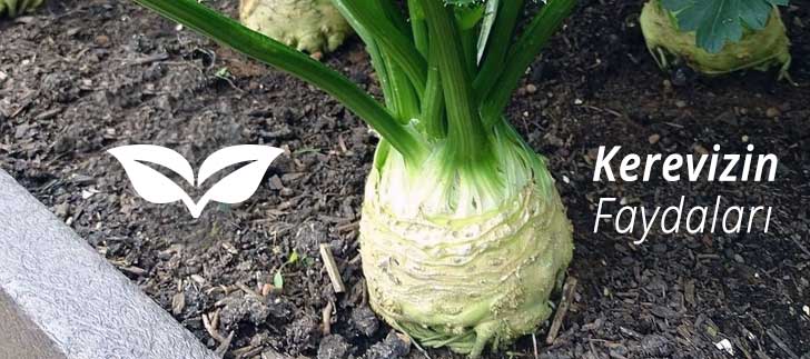 <b>Kerevizin</b> Faydaları
