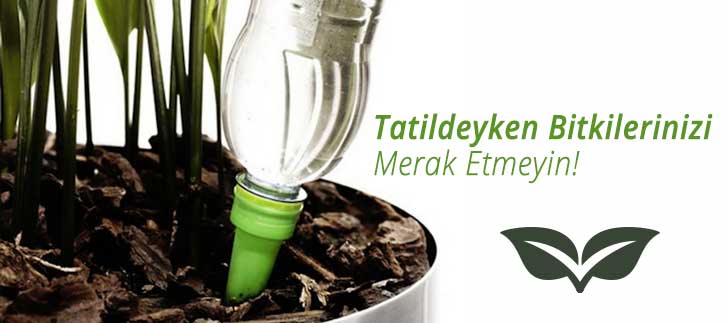Tatildeyken bitkiler <b>nasıl canlı tutulur?</b>