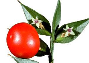 Tavşanmemesi (Ölmezdiken)