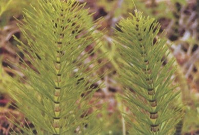 At kuyruğu (Equisetum arvense)