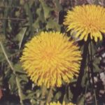 Dandelion çiçekleri (Taraxacum officinalis)