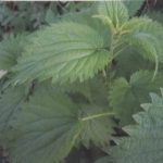 Isırgan otu (Urtica dioca)