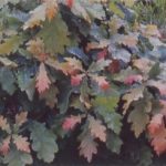 Meşe (Ouercus robur)
