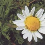 Papatya çiçekleri (Chamomilla officinalis)