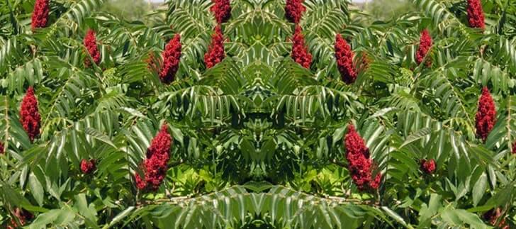 Batman Yöresinde Yetişen <b>Sumak (Rhus coriaria L.)</b> Bitkisinin Önemi