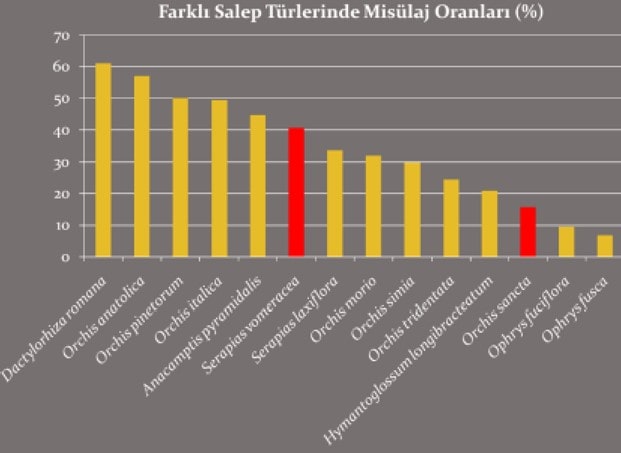 Farklı Salep Türlerinde Müsilaj Oranları (%)
