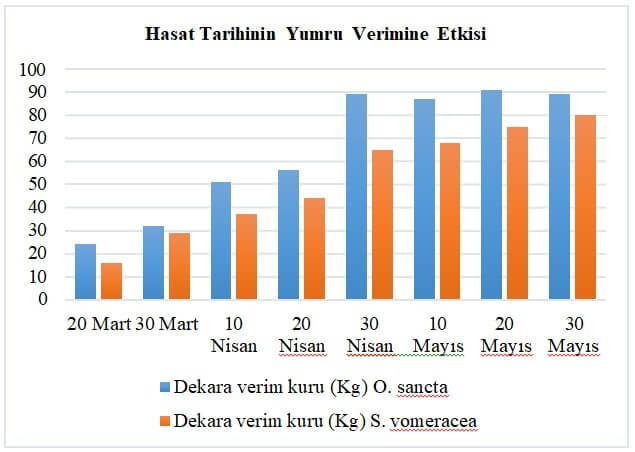 Hasat Tarihinin Yumru Verimine Etkisi
