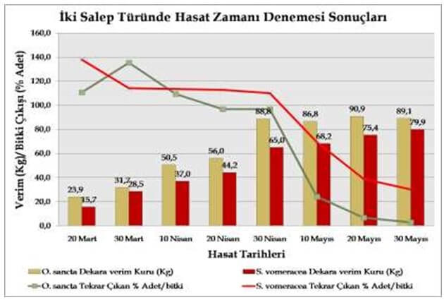 İki Farklı Salep Türünde Hasat Zamanının Verime Ve Tekrar Yumru Vermeye Etkileri