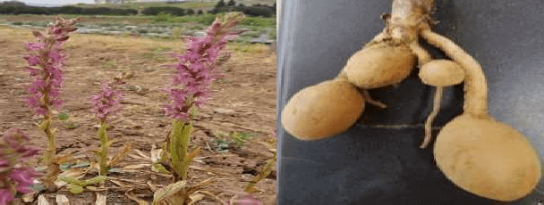 Orchis sancta Türünde Çiçek ve Yumrular