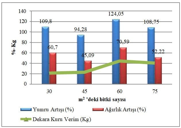 Salepte Bitki Sıklığının Verime Etkisi