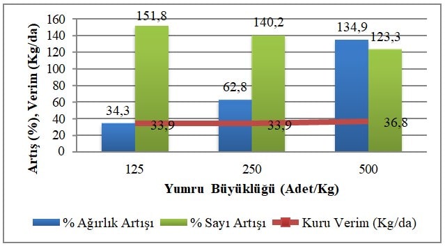 Serapias vomeracea’ da Yumru Büyüklüğünün Verime Etkisi.