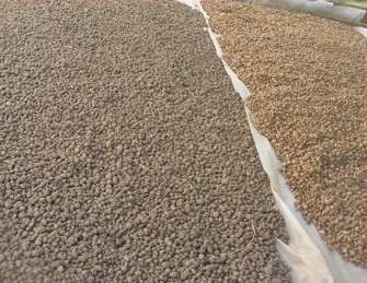 Tarla Üretiminde Kullanılan Salep Yumruları