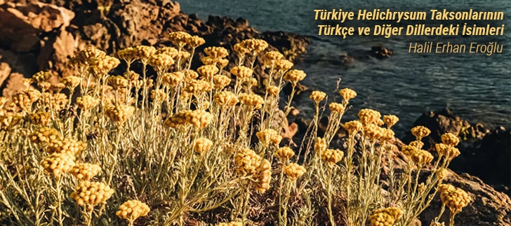 Türkiye Helichrysum Taksonlarının Türkçe ve Diğer Dillerdeki İsimleri