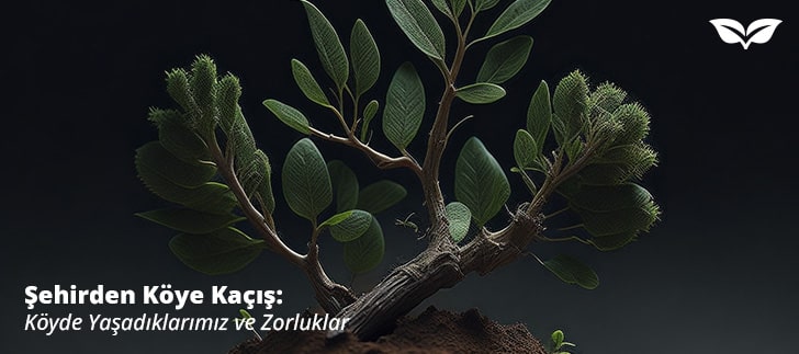 Geçmişten Günümüze Adaçayı Bitkisinin Tarihi