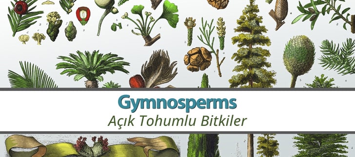 Açık Tohumlu Bitki Ne demek?
