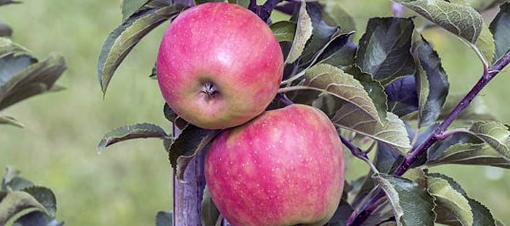 Malus Bitkisi Nedir?