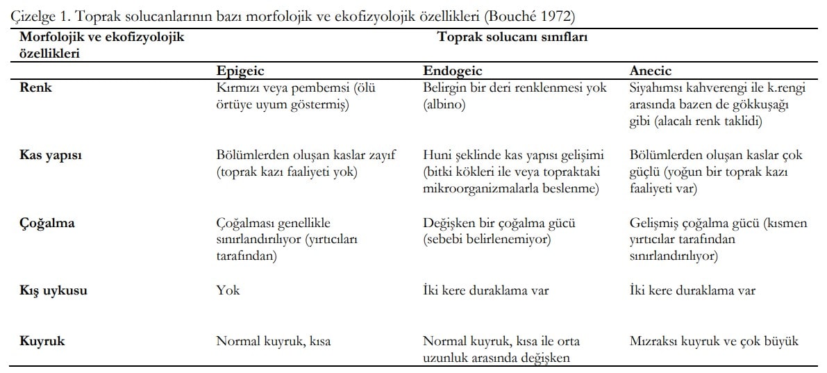 Toprak Solucanlarını Sınıflandırma Terimleri Üzerine Bir Değerlendirme Çizelge 1. Toprak solucanlarının bazı morfolojik ve ekofizyolojik özellikleri (Bouché 1972)
