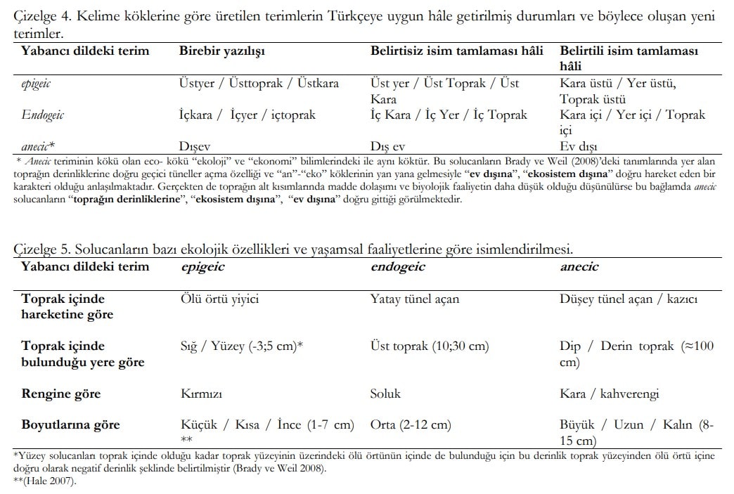 Çizelge 4. Kelime köklerine göre üretilen terimlerin Türkçeye uygun hâle getirilmiş durumları ve böylece oluşan yeni
terimler.